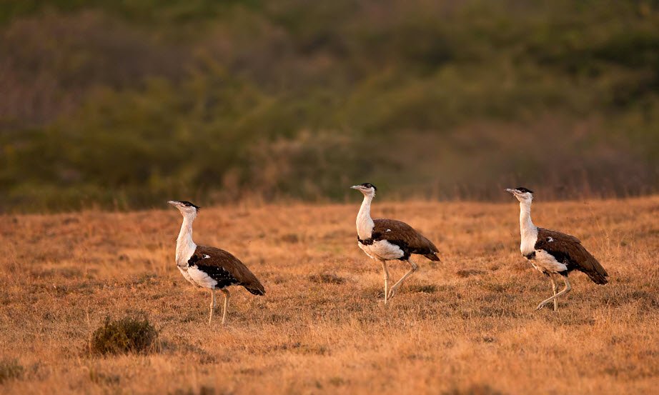 Kutch Bustard Sanctuary, Kachchh (Kutch), Gujarat - Vushii.com